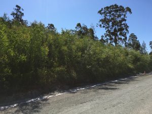 Hydraulically Applied Growth Mediums long-term growth