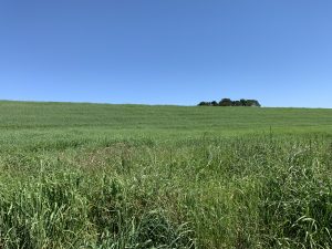 compost blanket growth at berrima